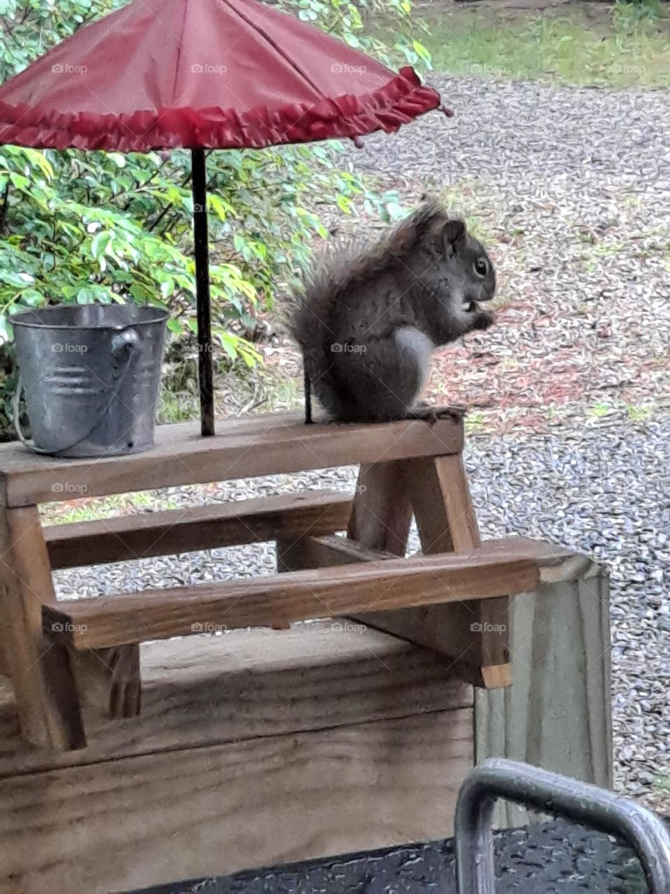 a squirrel eating