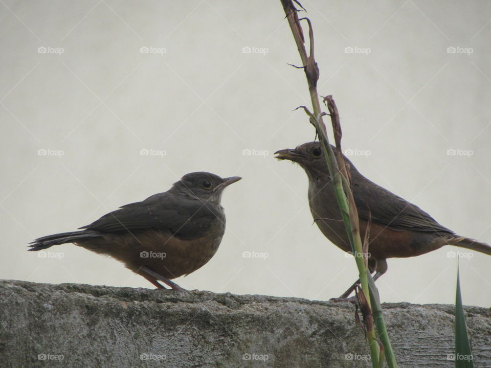 Pássaros no muro