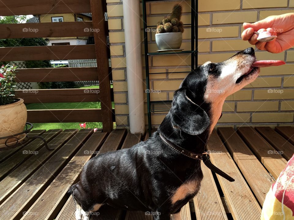 Just watch how long my tongue can get when I really want something!