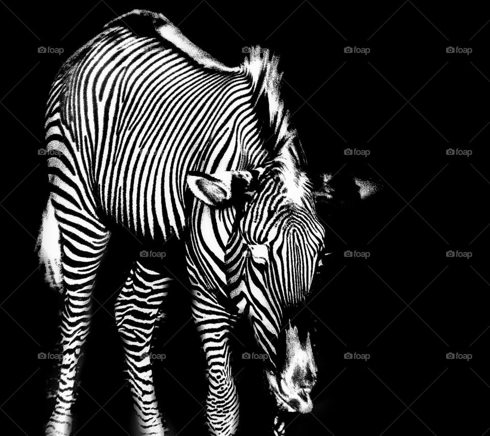 Inverted zebra