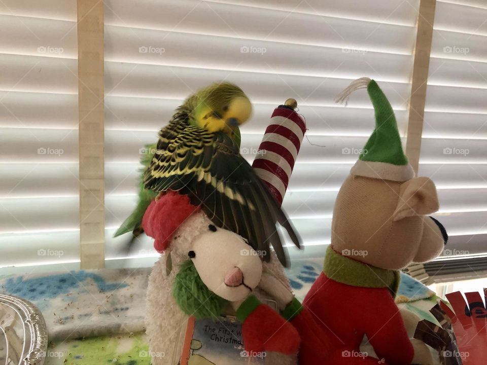 Kiwi protecting his toy Christmas lamb - playful parrot 🦜