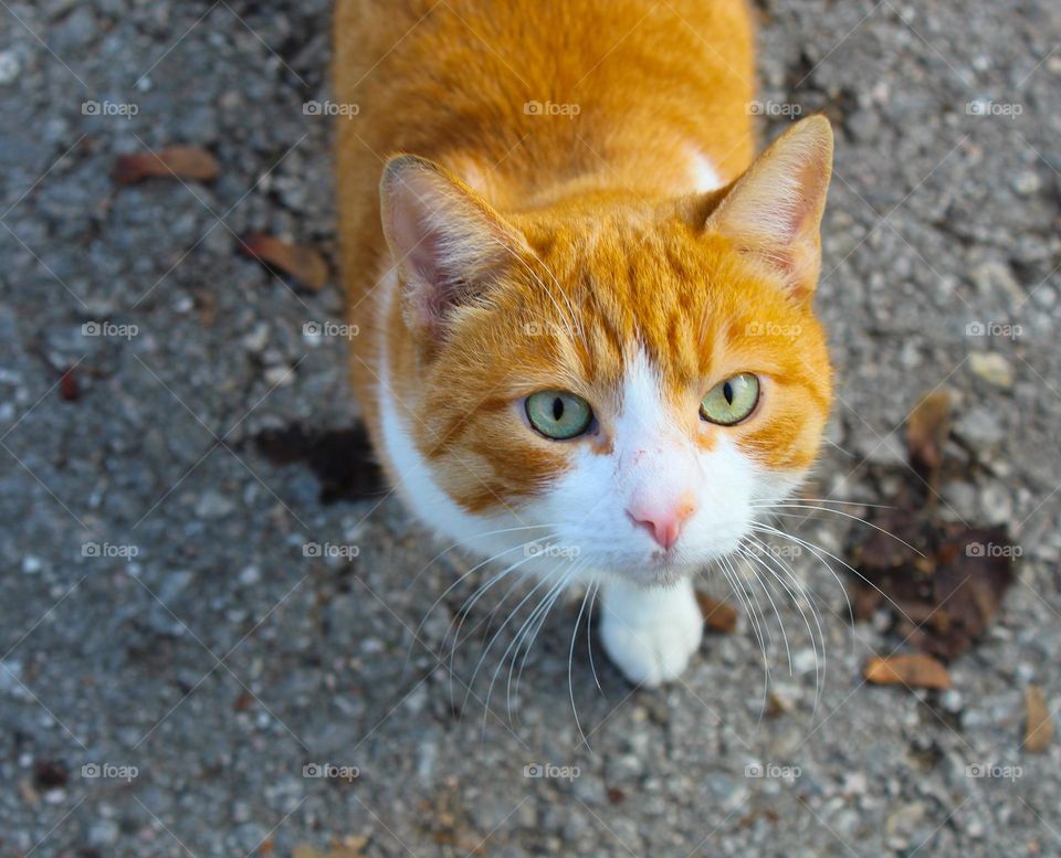 Orange-white cat looking at camera