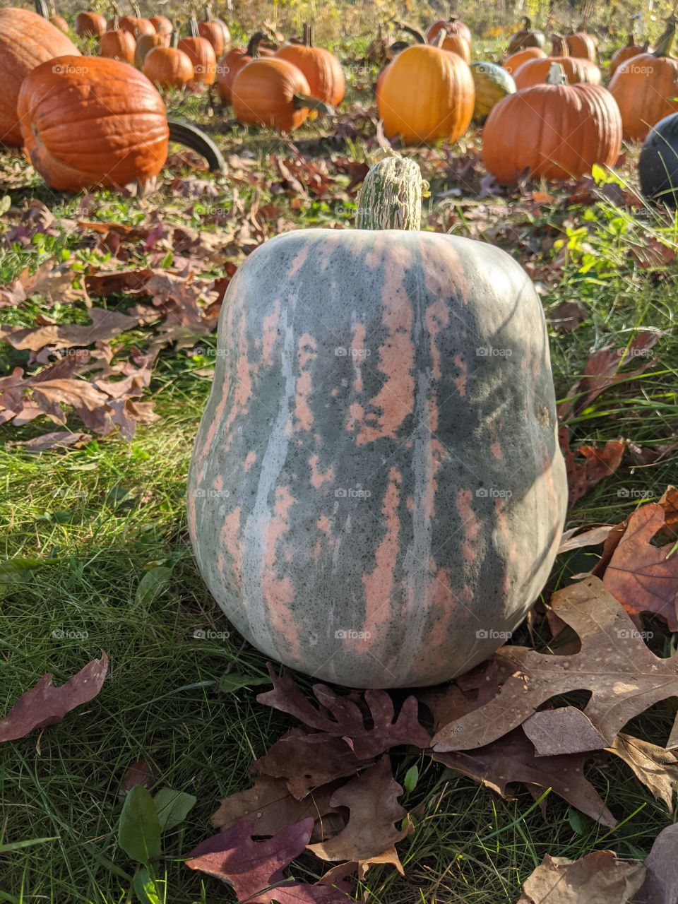 Odd pumpkin in the patch