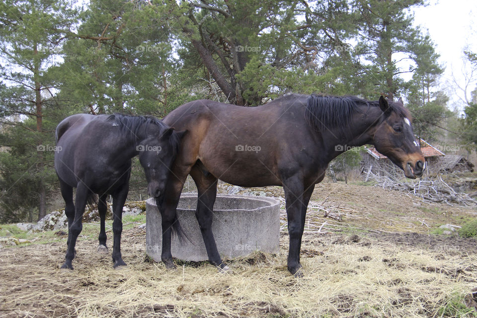 brown horses