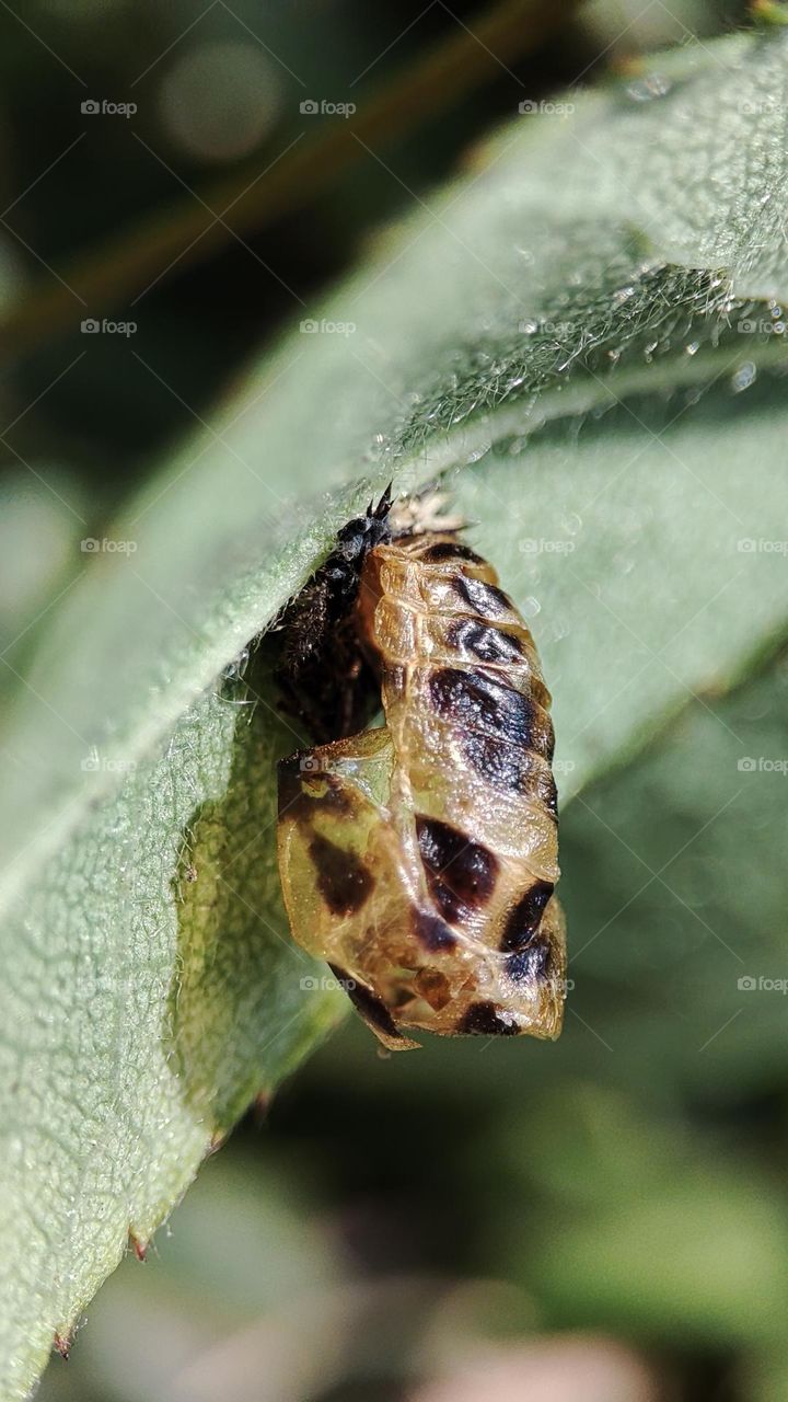 Empty hanging Pupa