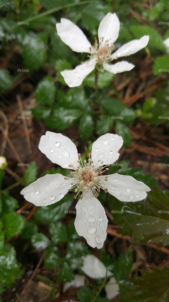 blooms