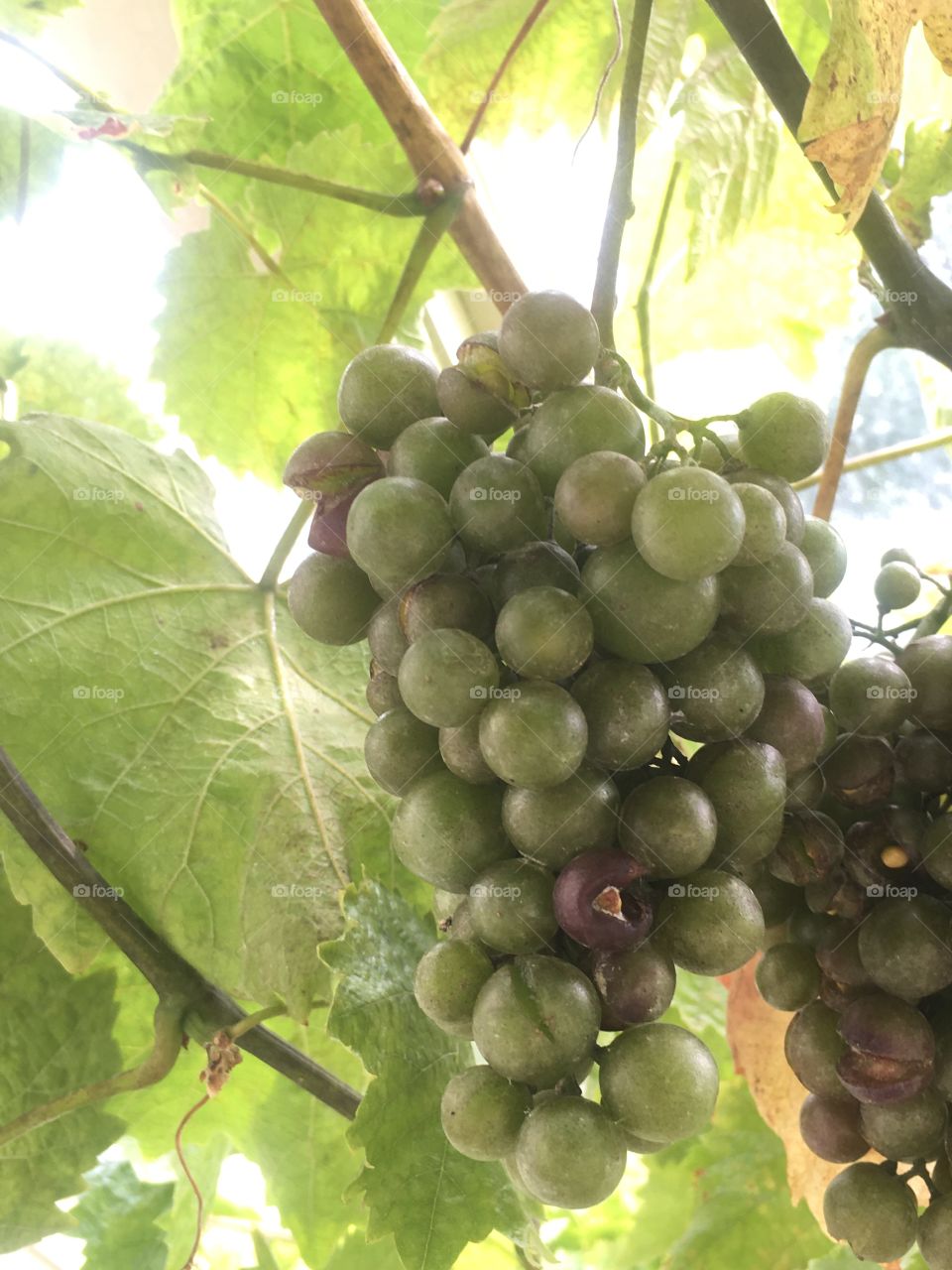 Grapes growing in Ireland 