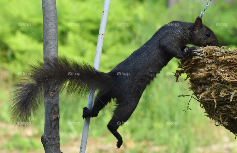 Squirrel raiding feeder.