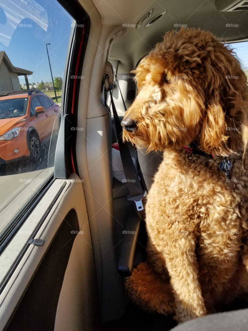 Vehicle, Car, Dog, Pet, Mammal