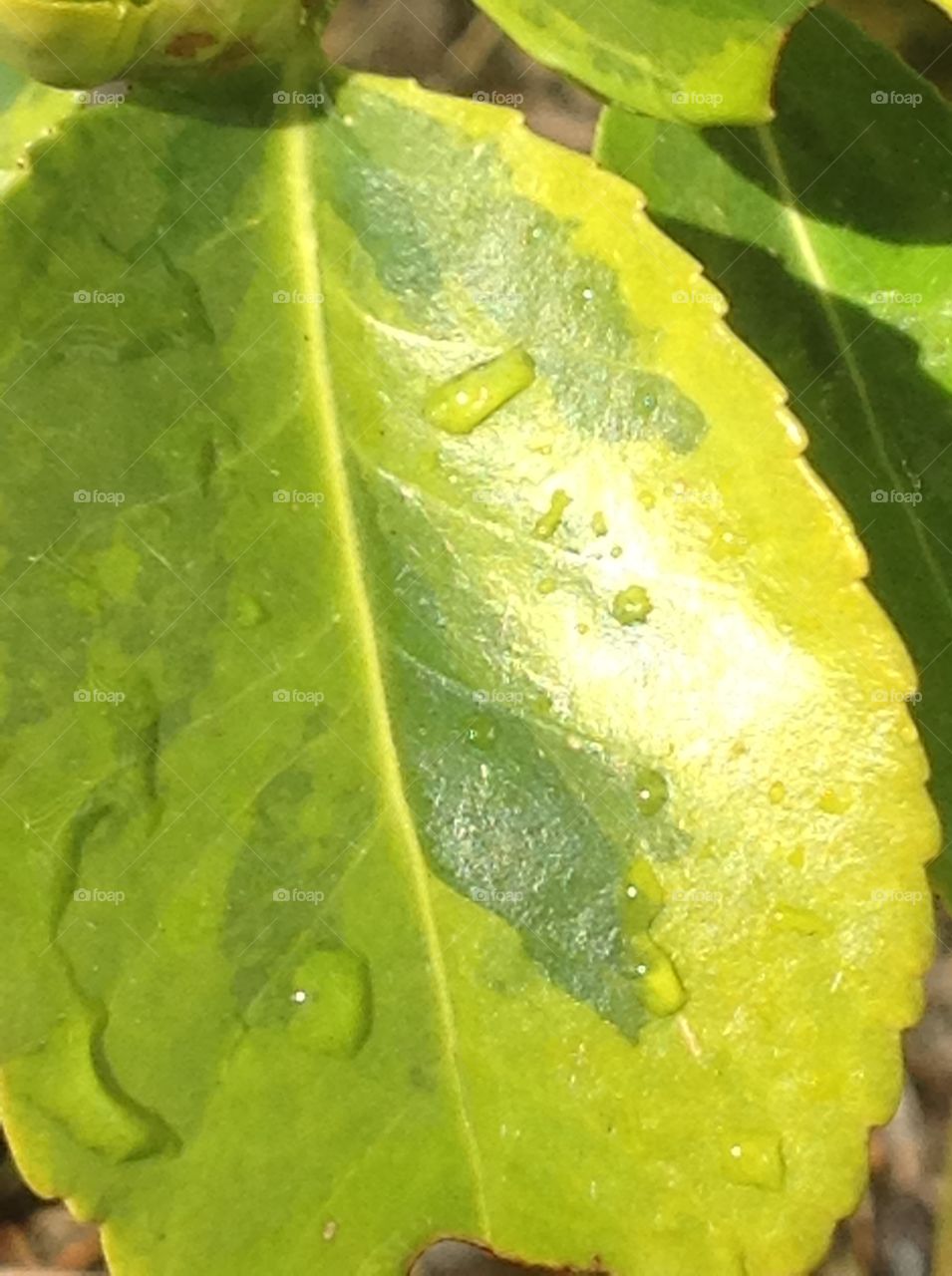 A close up shot of a green yellowish leaf from a blooming bush.