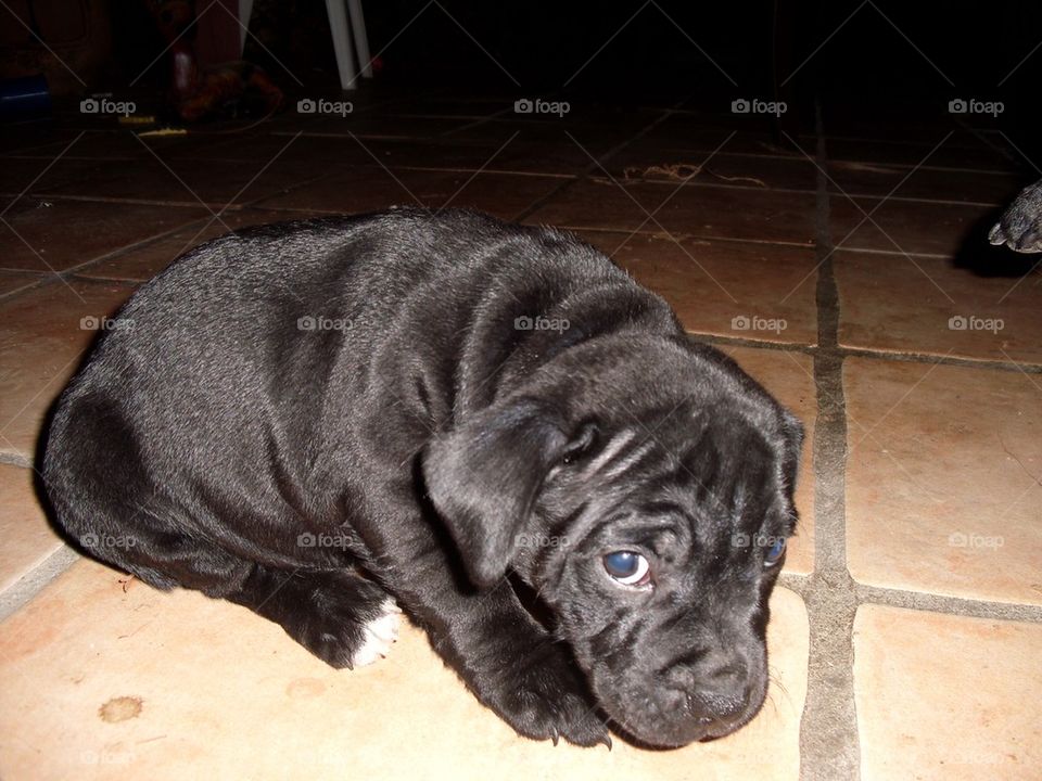 Staffy Puppy Eyes 