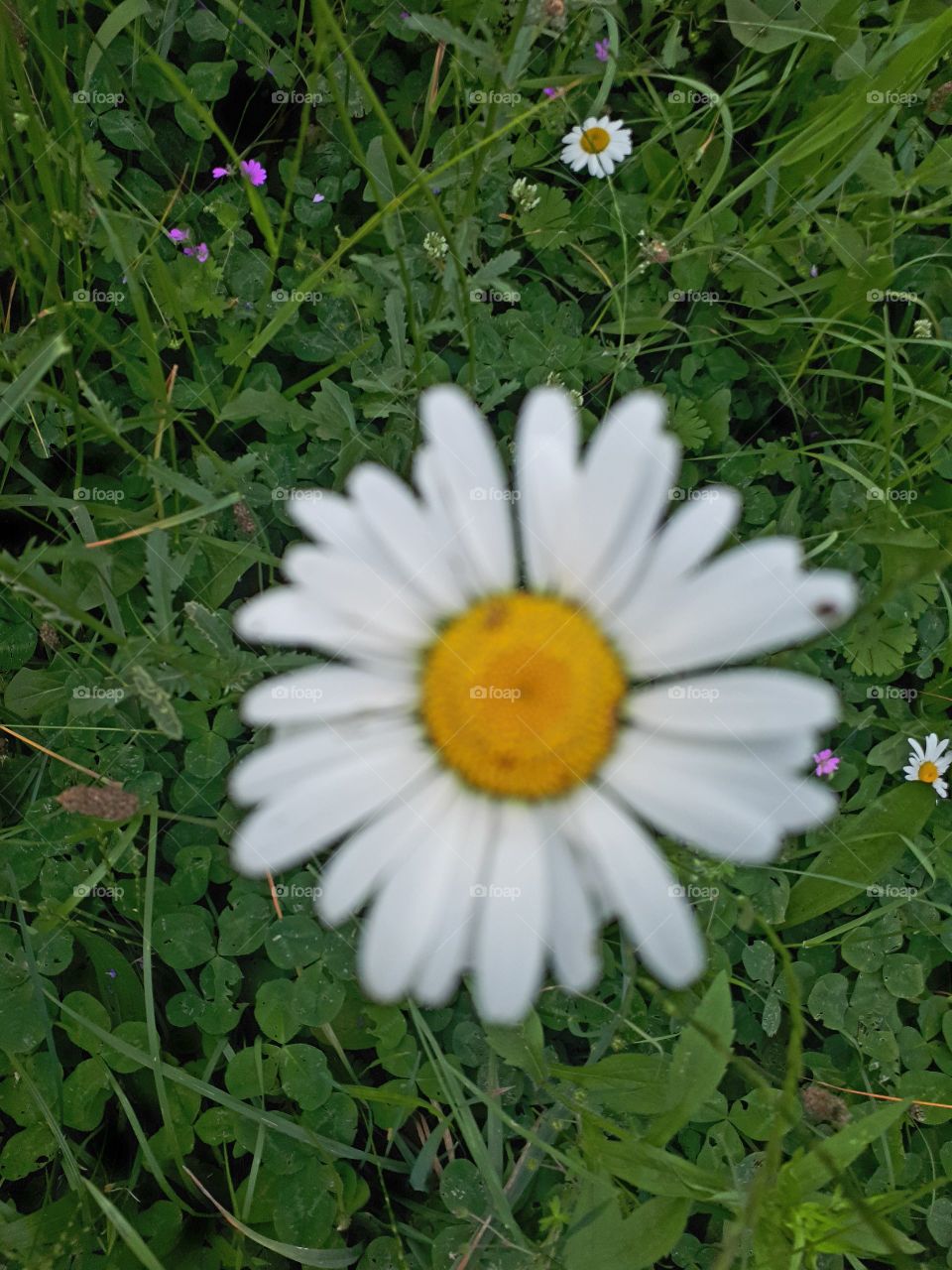Big flower chamomile in my garden