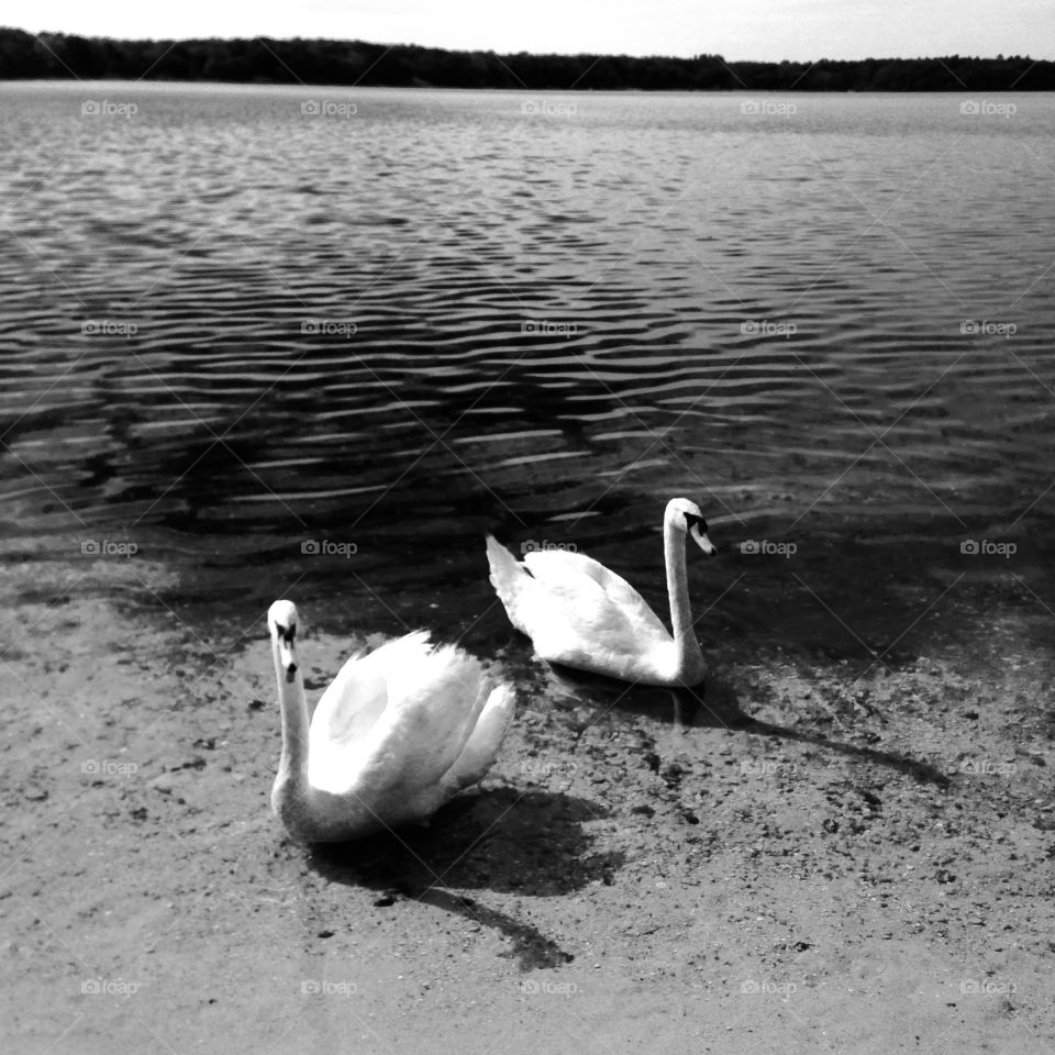 Swan couple