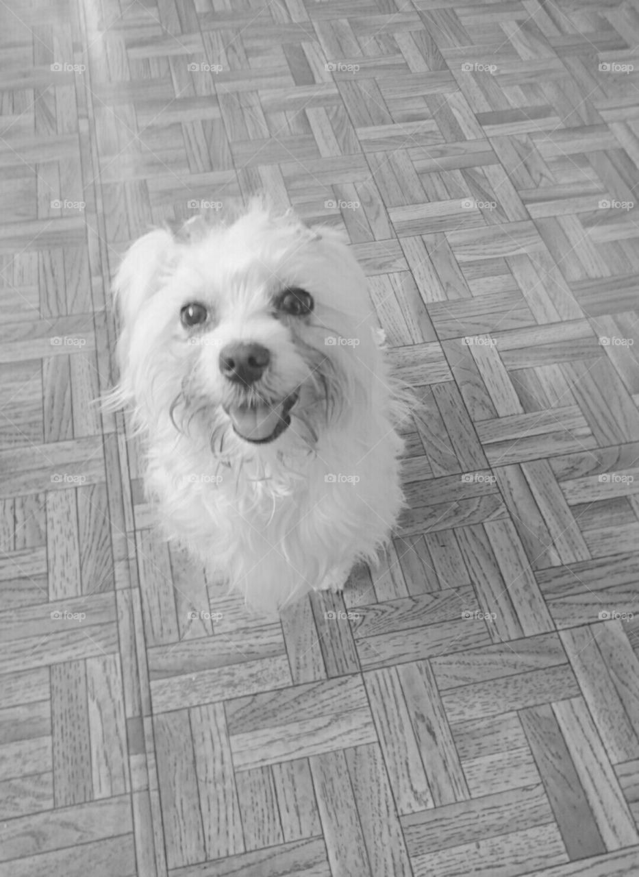 Happy dog 😁