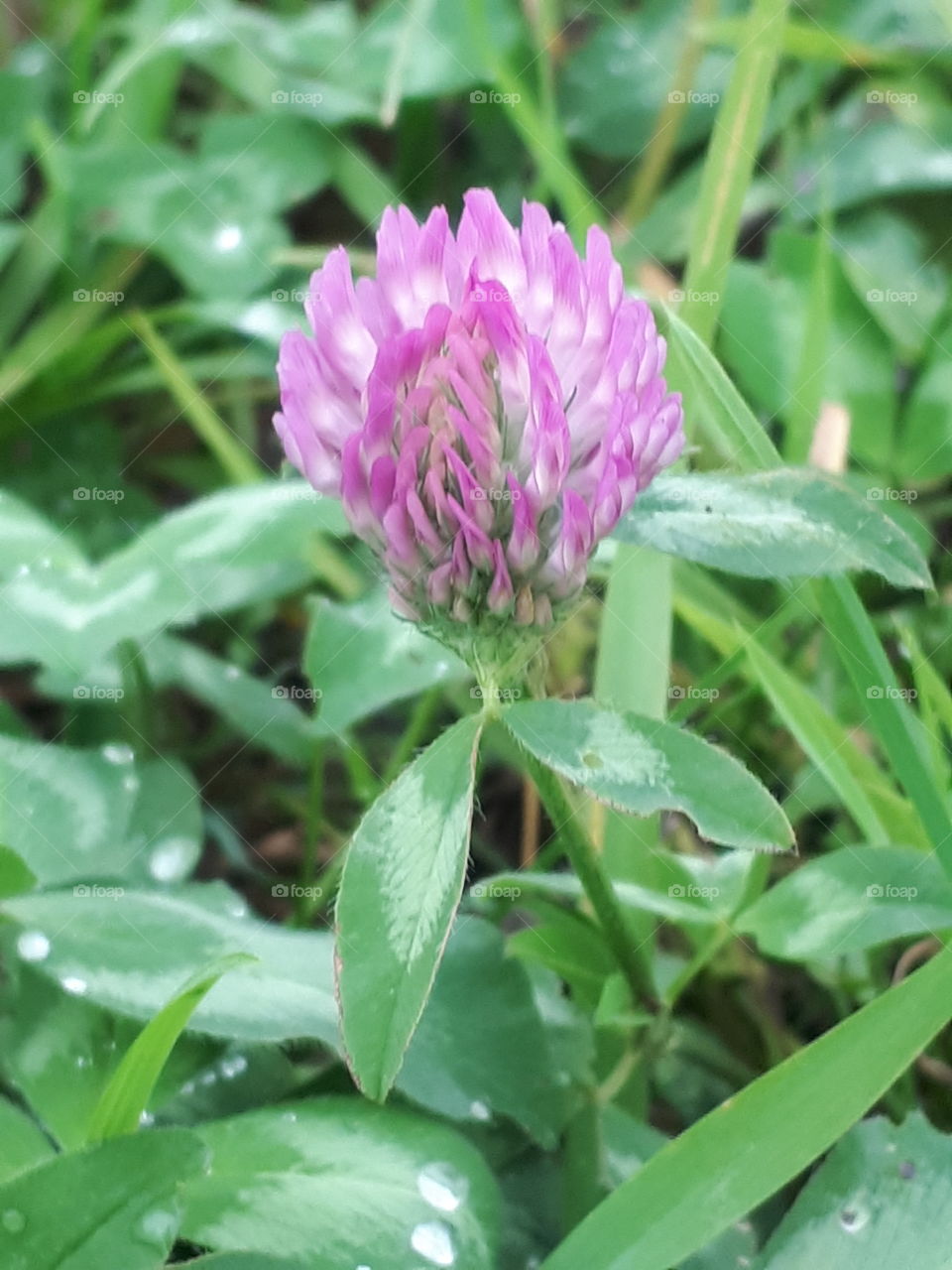 Wild Pink Clover Flower
