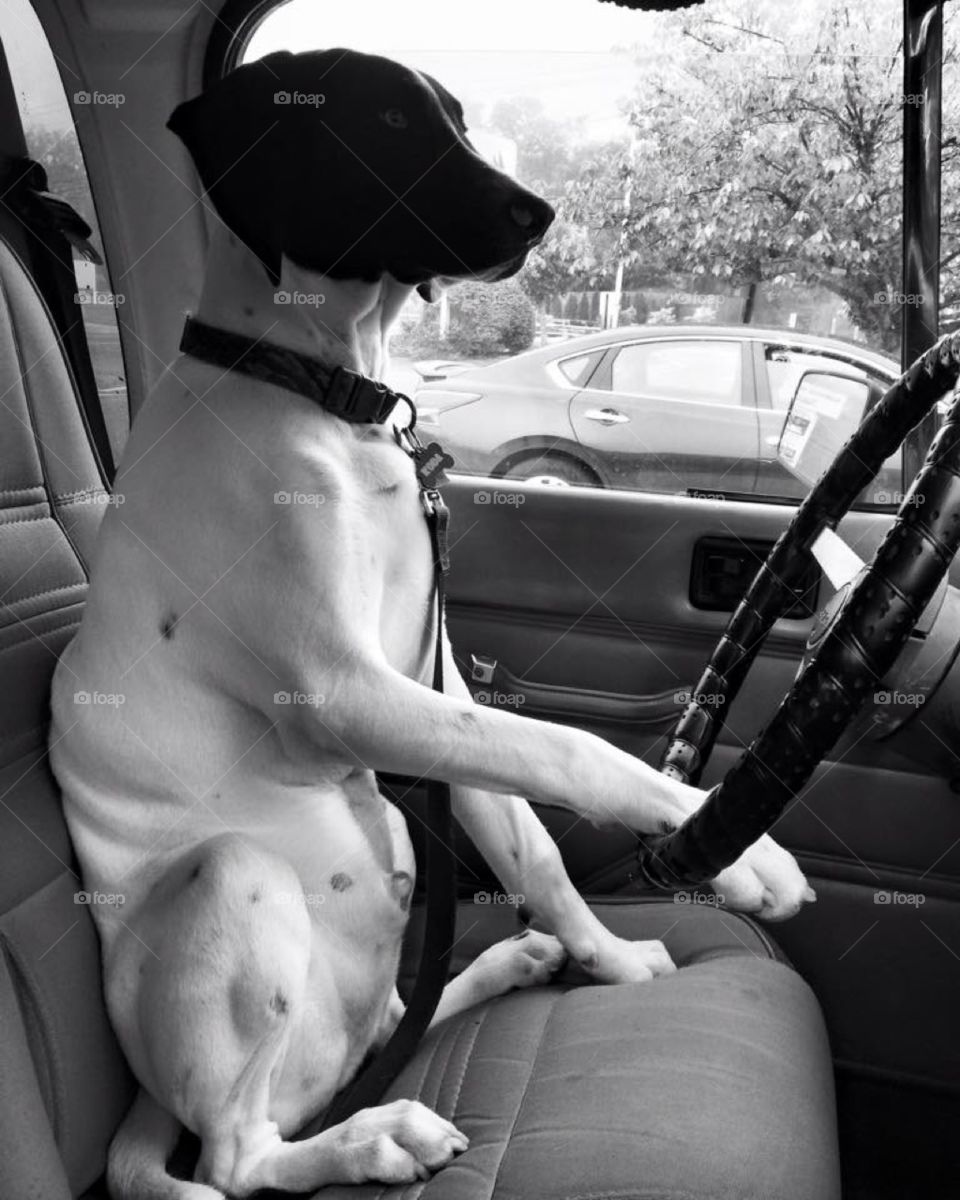 I'm a Jeep driving dog!