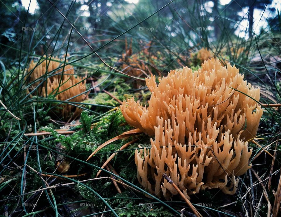 Coral fungi