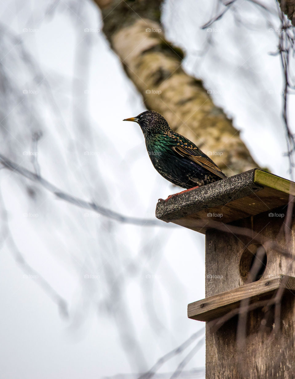 Spring. Birds. Song.