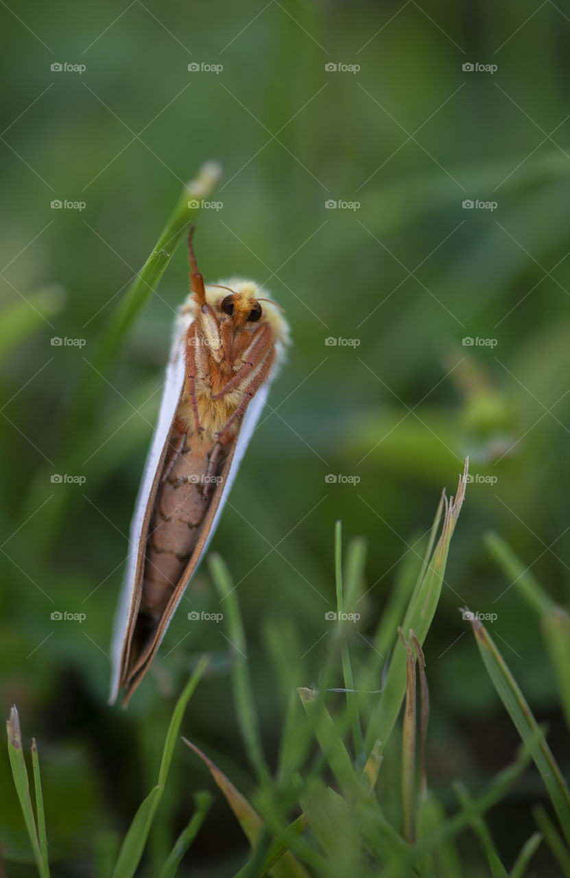 Hepialus humuli male butterfly in nature Latvia, national park of Gauja