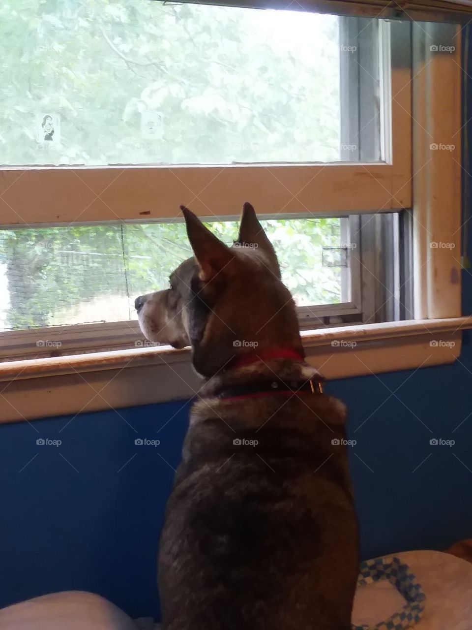Badit is looking for the great outdoors and watching the squirrels. Watching the world go by.
