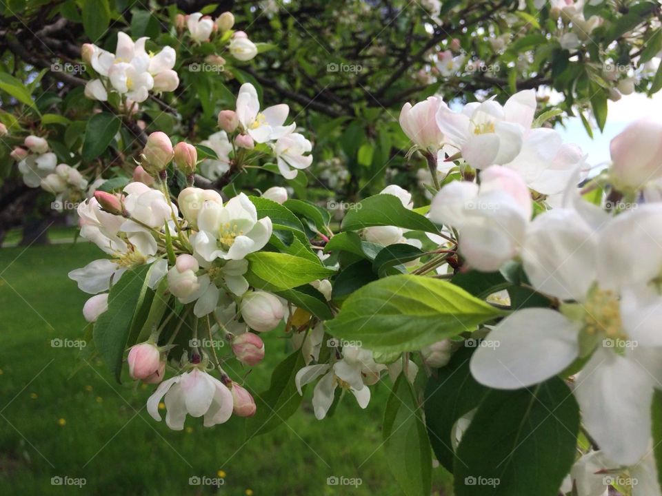 Apple blossoms 
