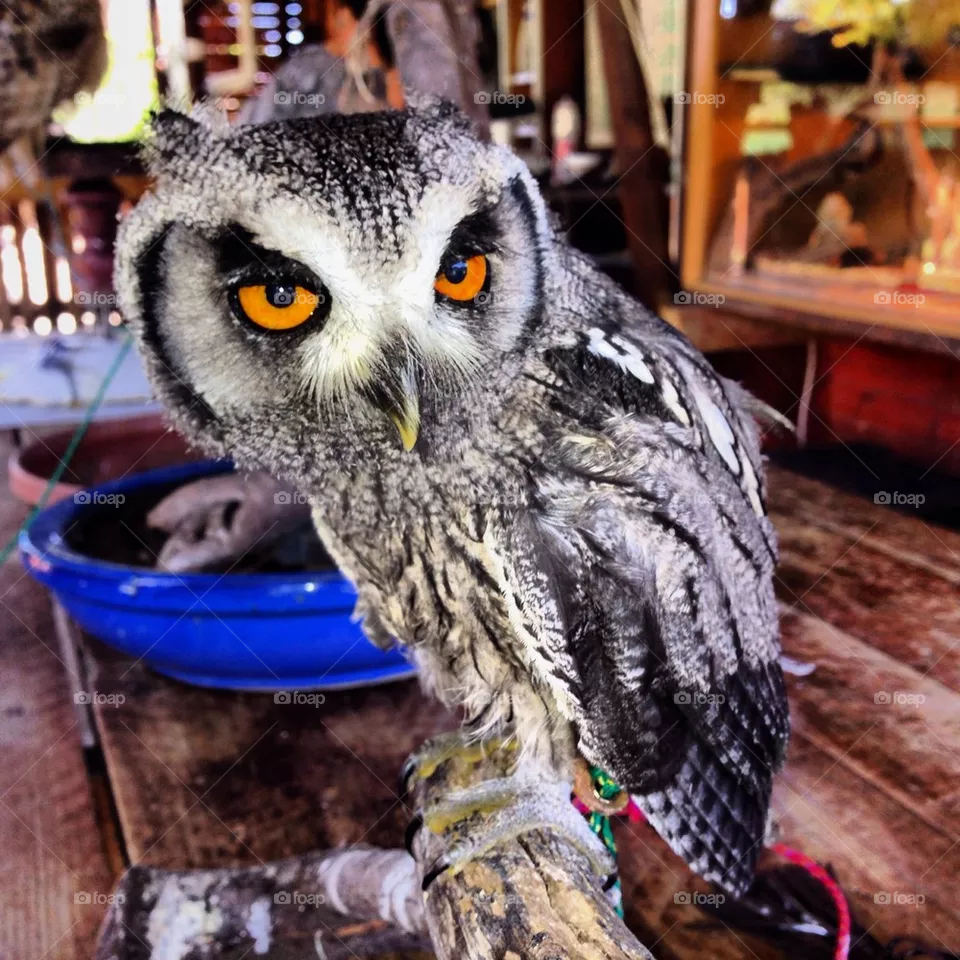owl