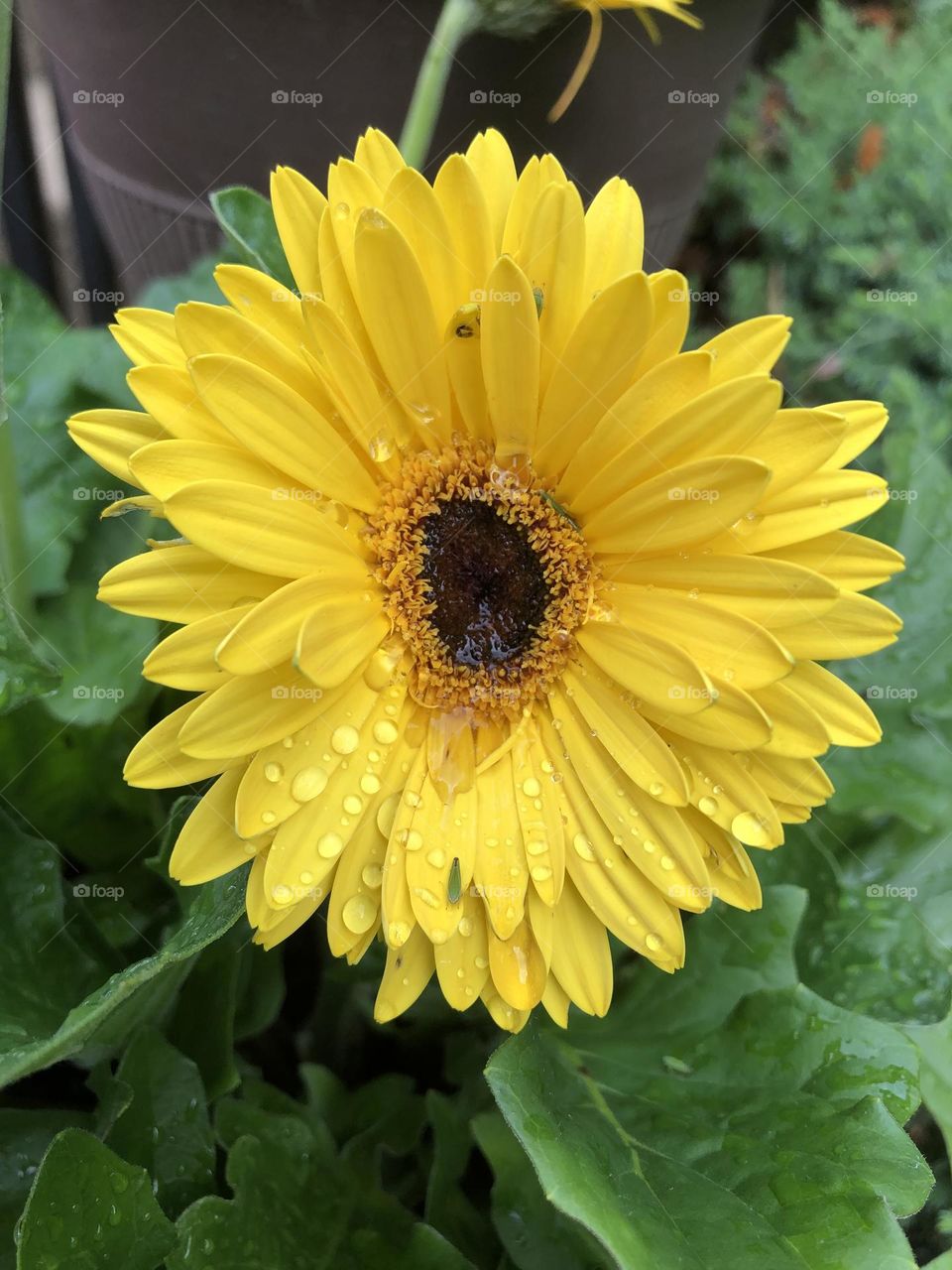 The Daily Daisy update on colorful backyard container gardening daisies blooming in summer