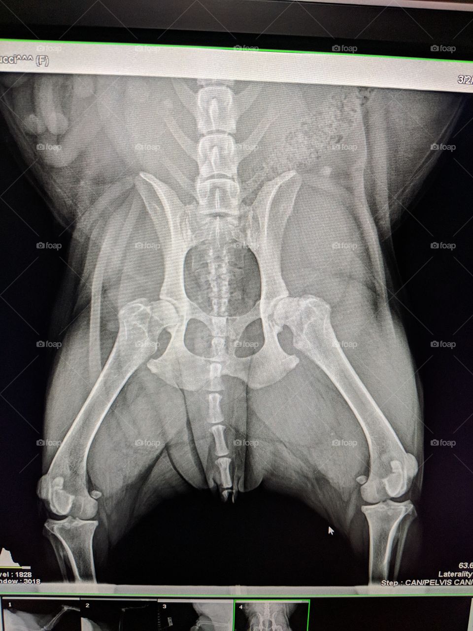Radiograph of a dog's pelvis