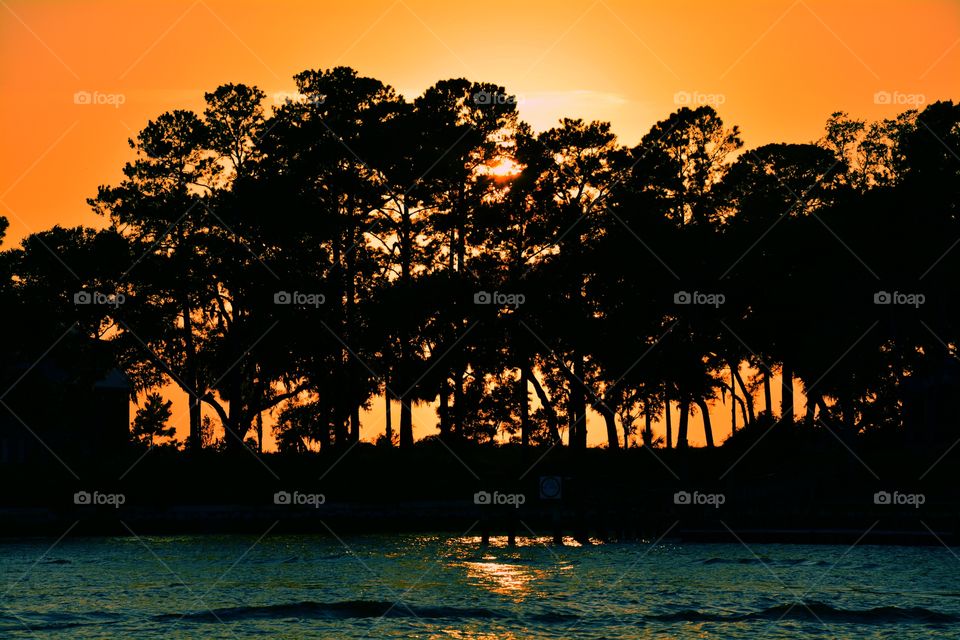 Silhouette of trees during sunset