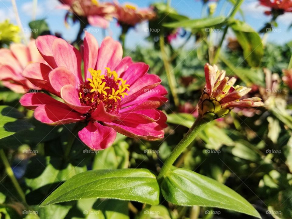 Pink flowers in the middle of strawberry fields during the spring of 2019.