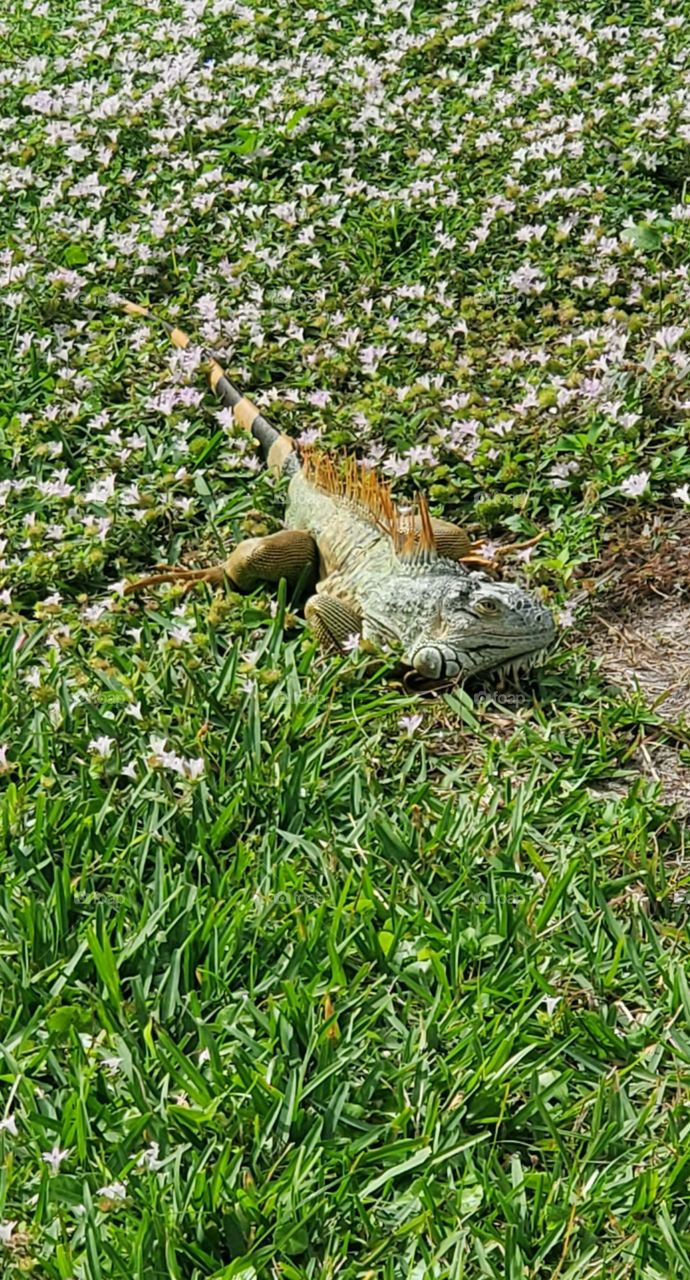 iguana sunning in the grass