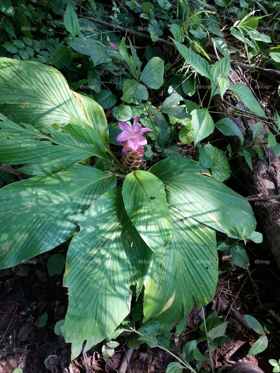 jungle flower