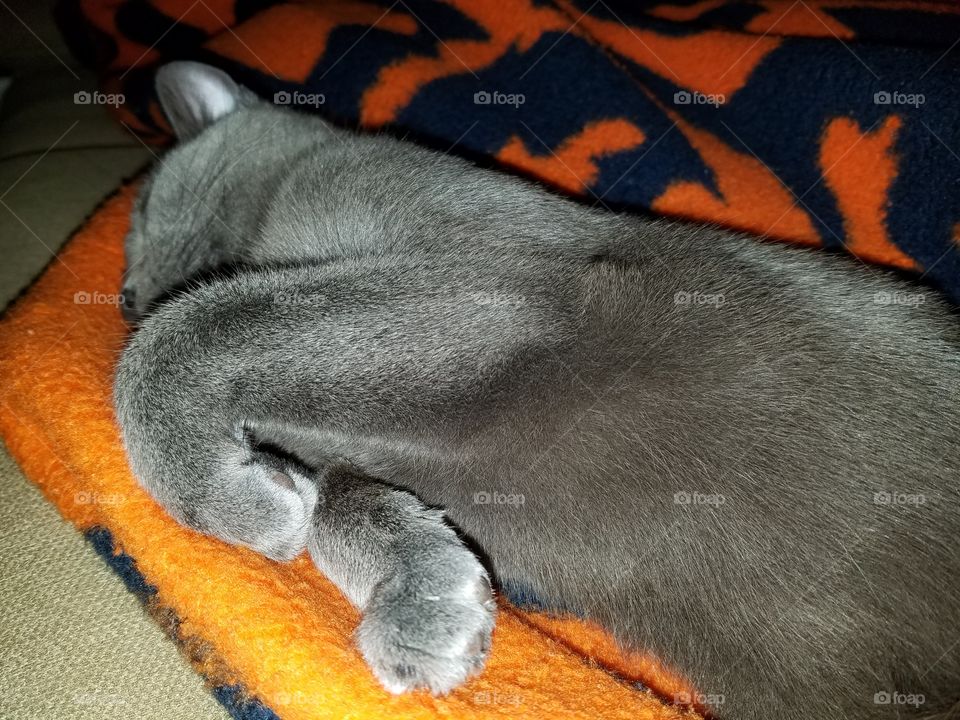 blanket stealing kitty