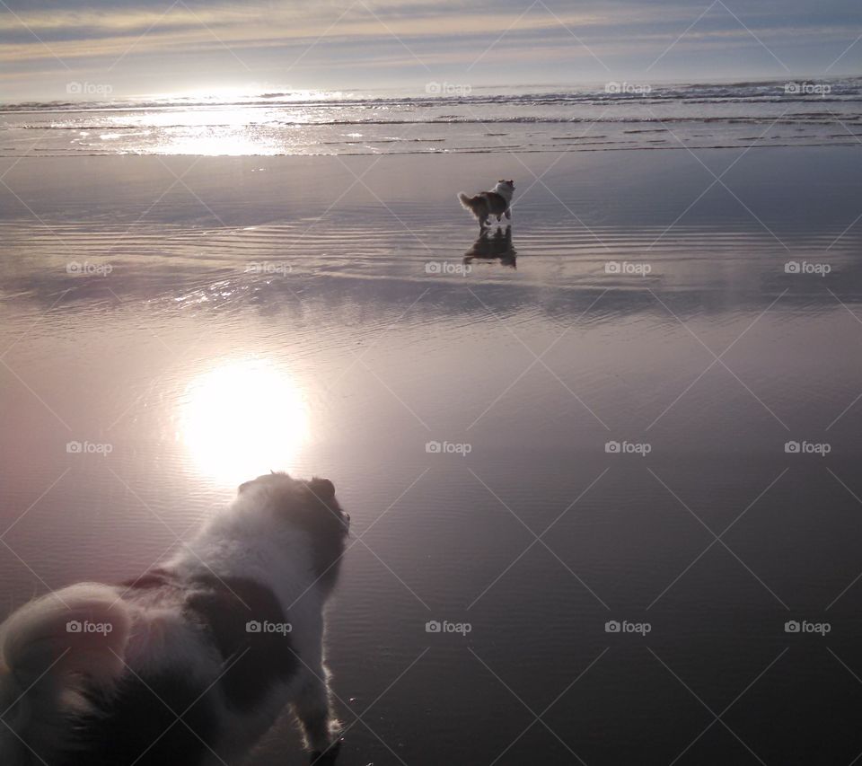 Dogs love sunset at the beach