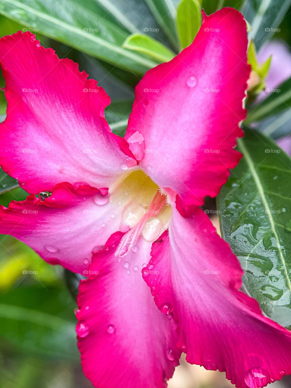 Close up view of a blooming magenta coloured flower. Petals are magenta and white in the center