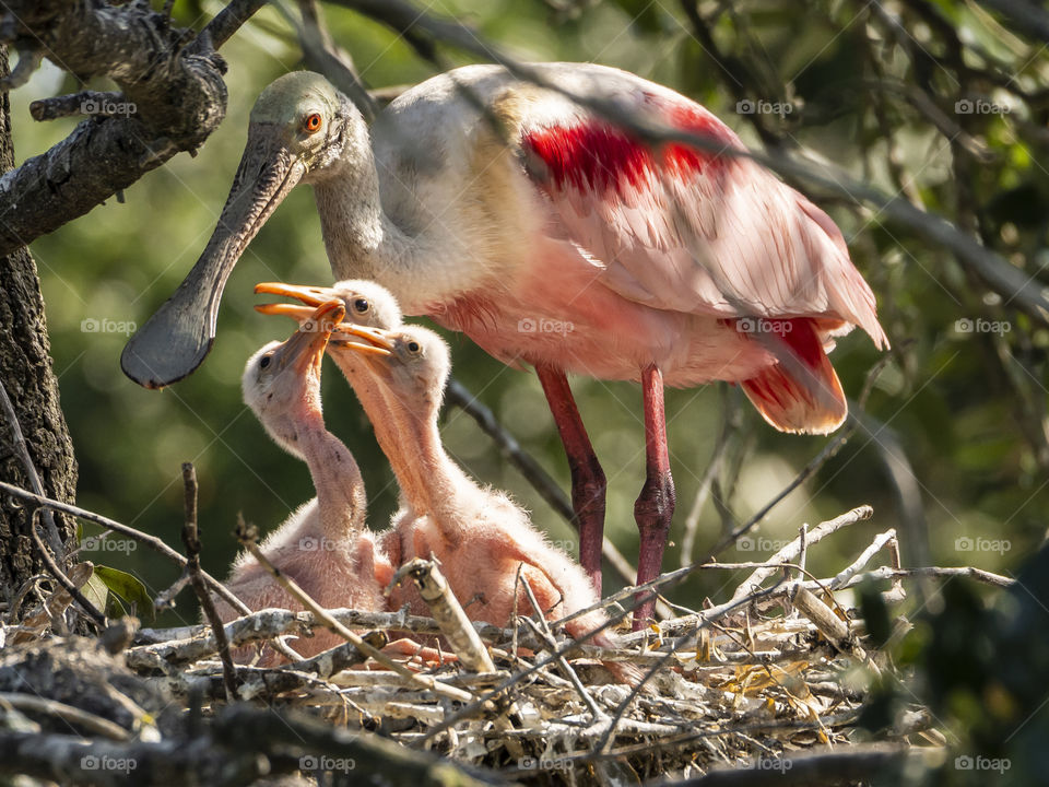 Roseate Spoonbill with her 3 chicks in Spring