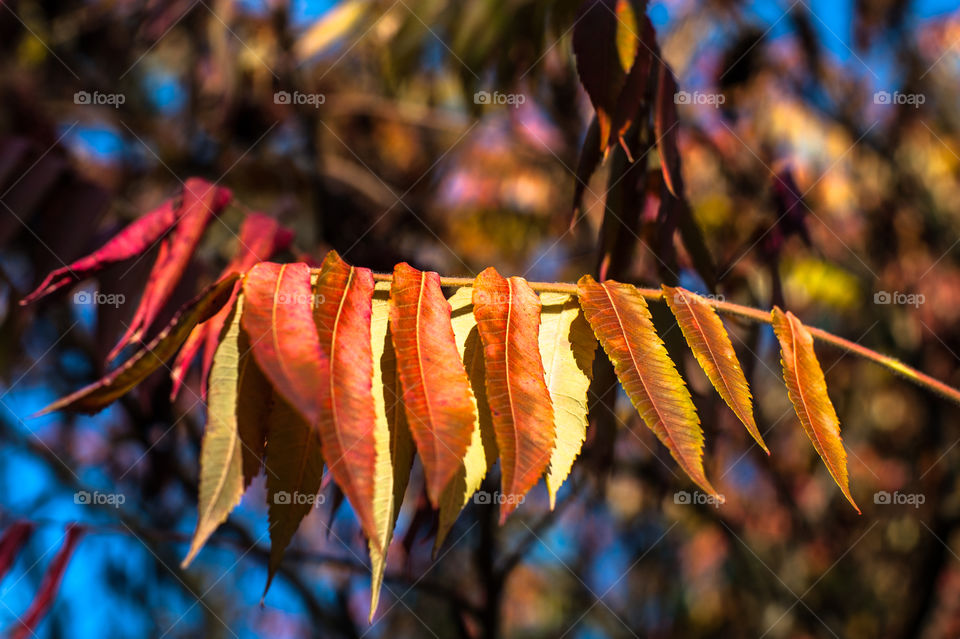 Close-up of tree branch