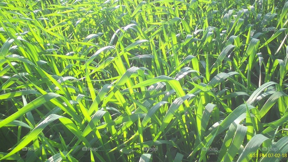 My crop my wheat crop field during winters