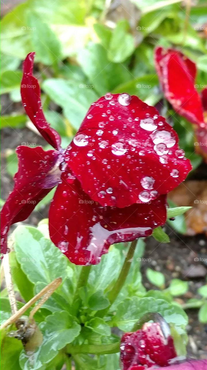 Nature, Leaf, No Person, Garden, Flora