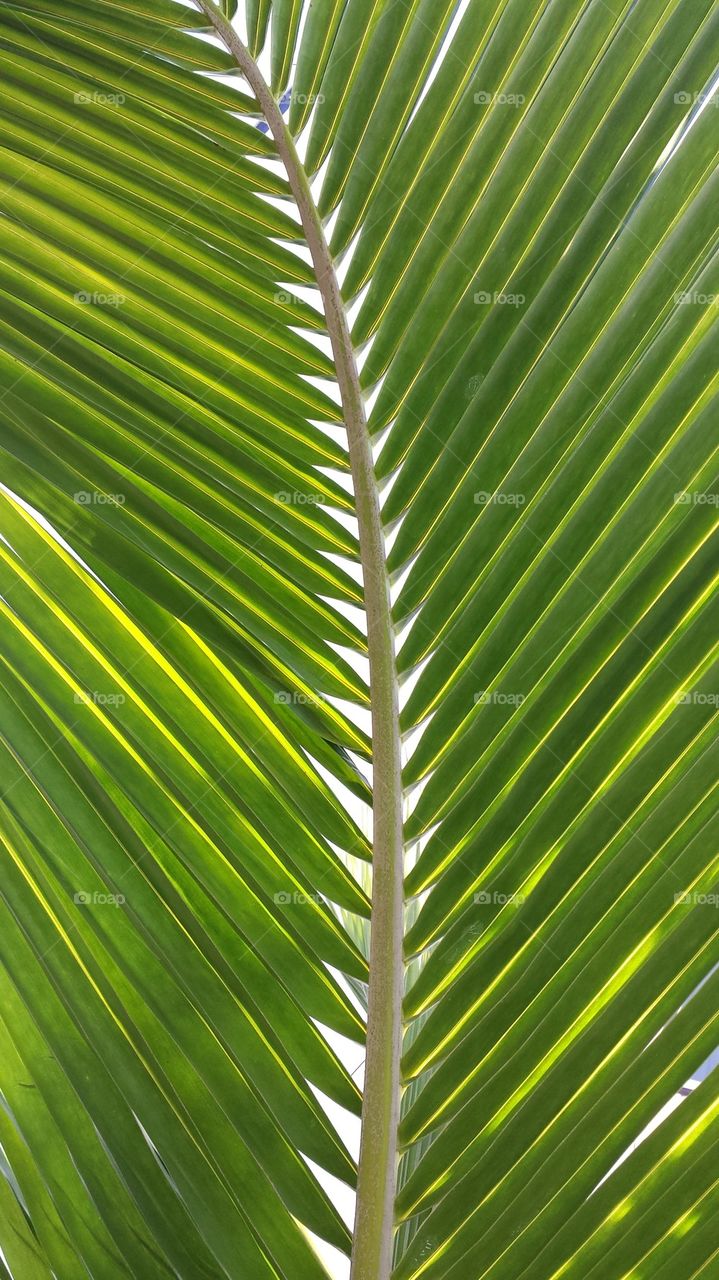 The Florida Palms