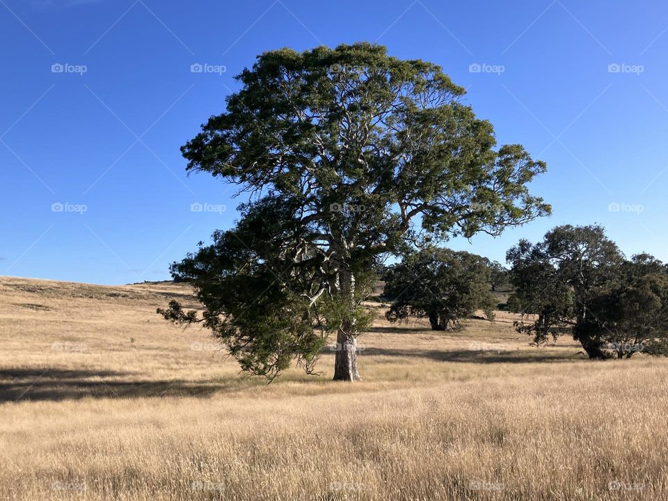 Huge Redgum Tree