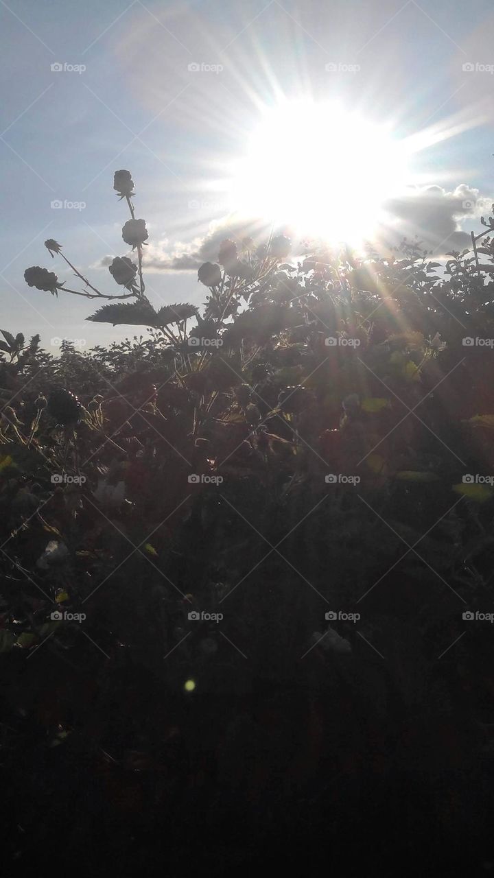 raspberry harvest