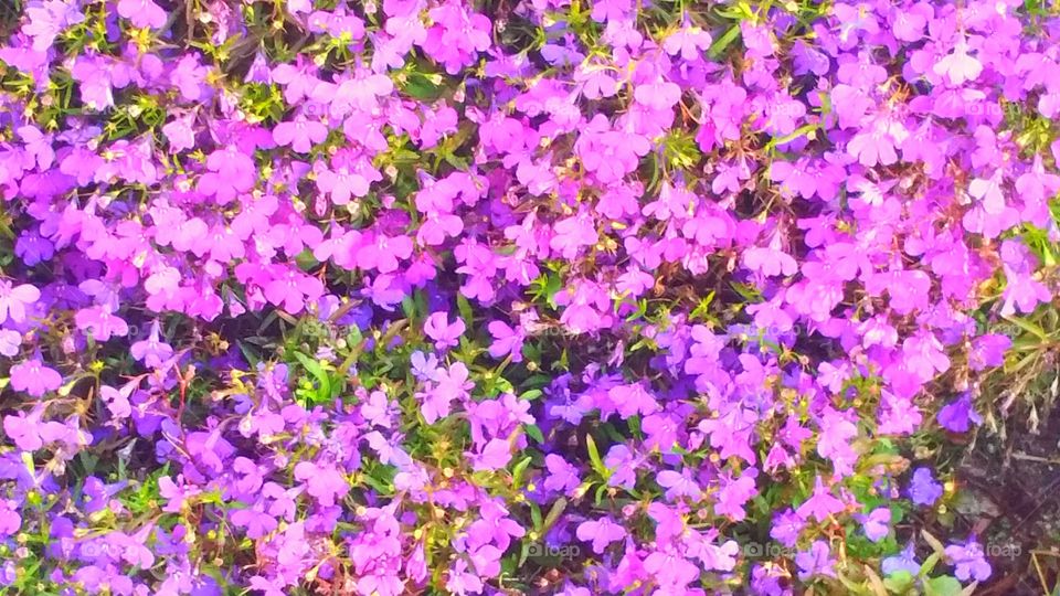 Purple Flowers Vegas Strip
