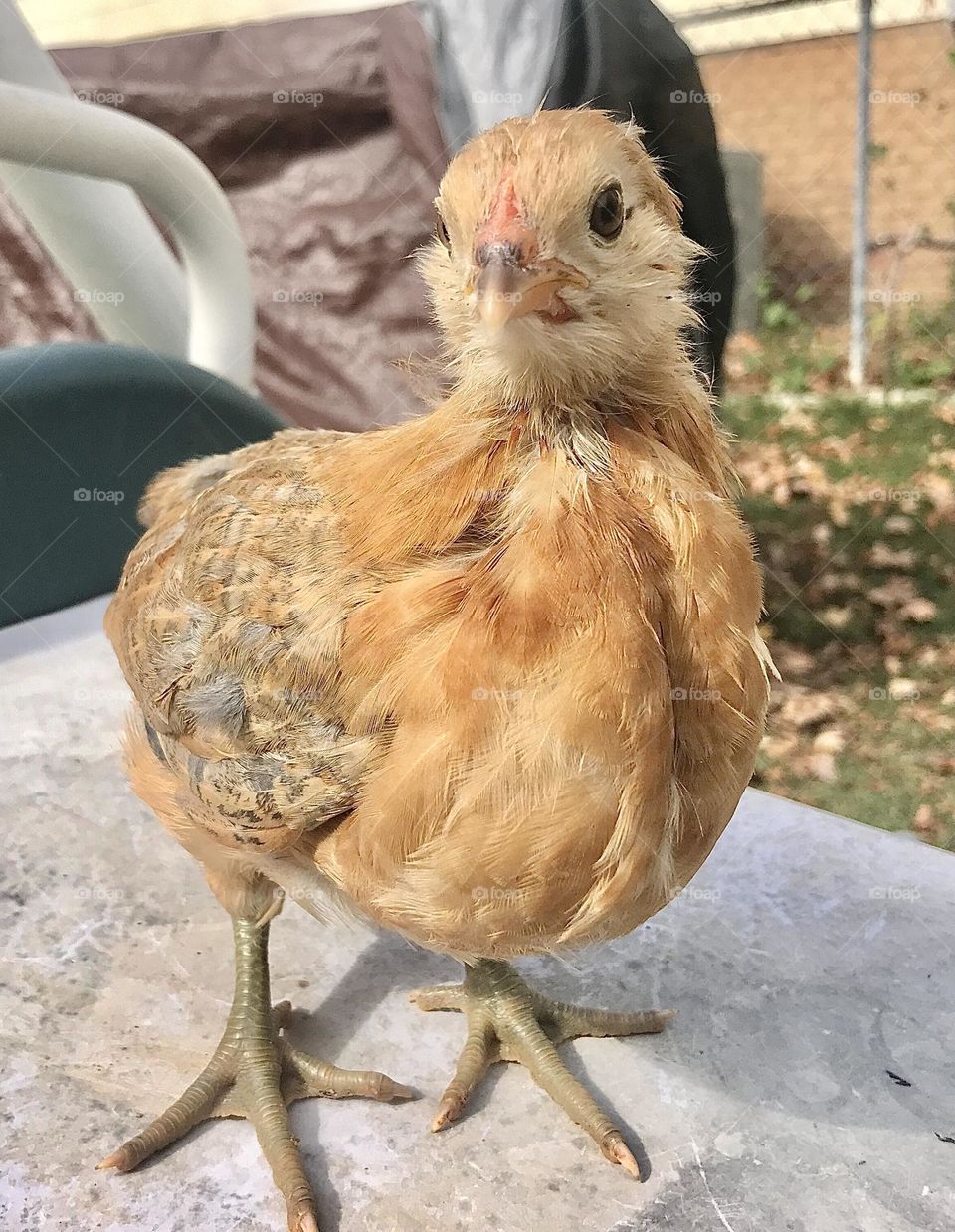 Stunning Easter Egger chick posing for the camera🐥