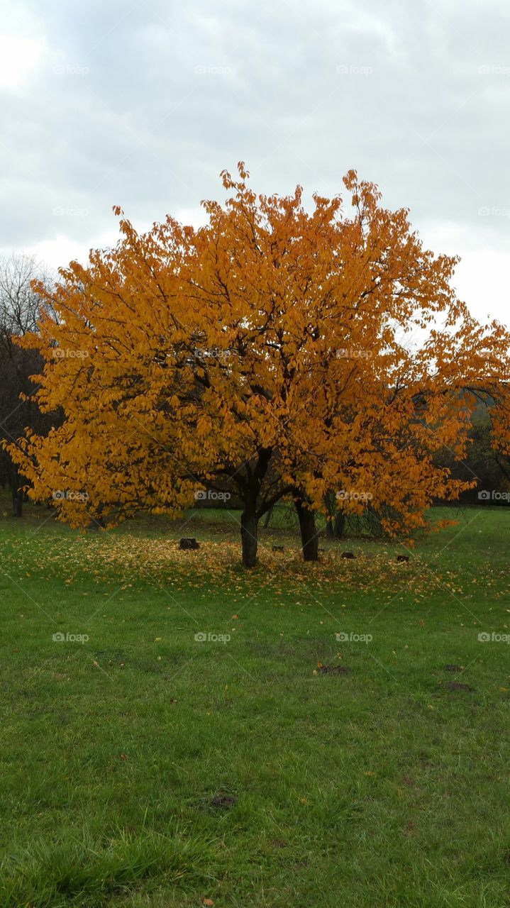 Fall tree