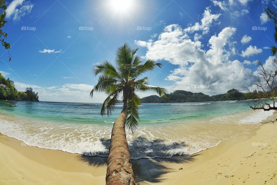 Palmtrees above the ocean - Mahé - Seychelled