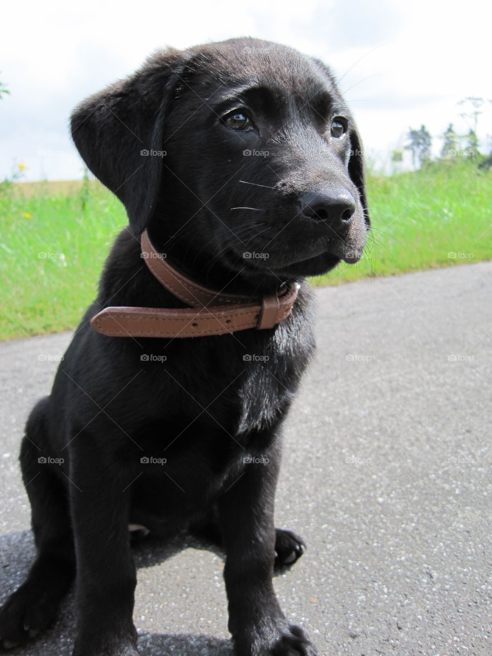 Amy the Labrador 🖤