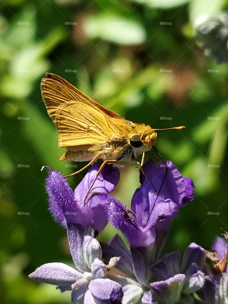 Fiery skipper butterfly Hylephila phyleus