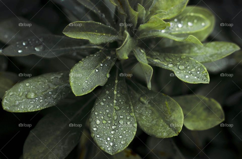 Raindrops on leaves