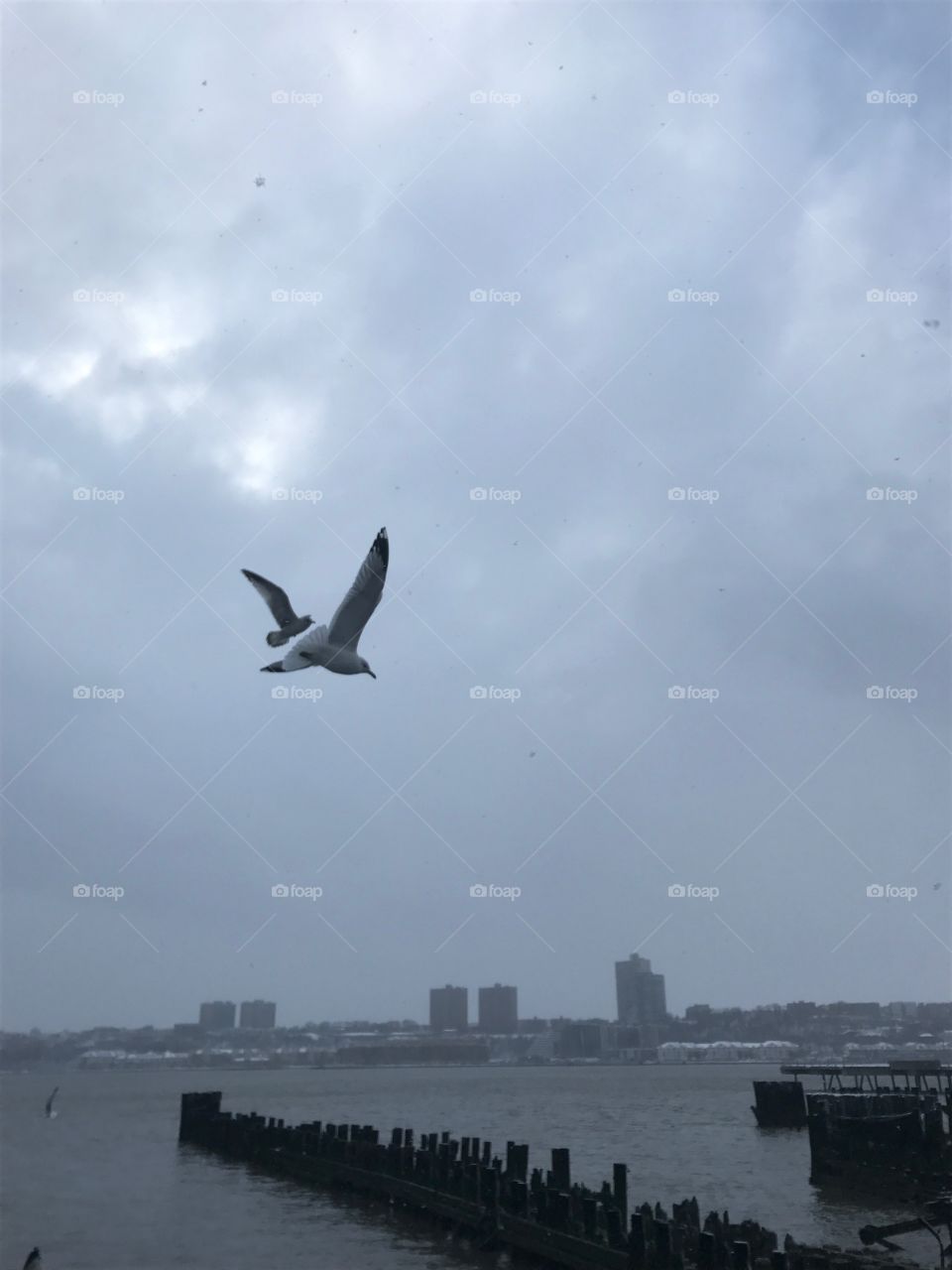 Seagulls over the Hudson 